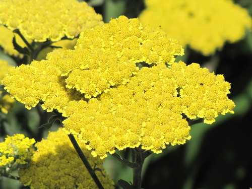 Moonshine Yarrow (Achillea 'Moonshine' 4122.1) #1 
