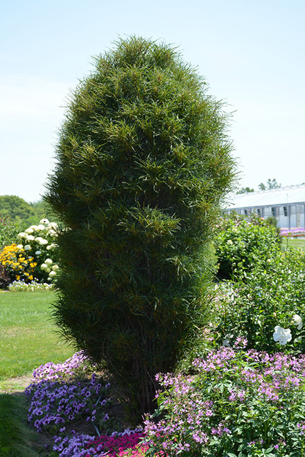 Fine Line Fern Leaf Buckthorn (Rhamnus frangula 'Ron Williams' 1301.8PW) #10 PWINNER