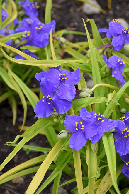 Sweet Kate Spiderwort (Tradescantia x andersoniana 'Sweet Kate' 5202.1) #1 