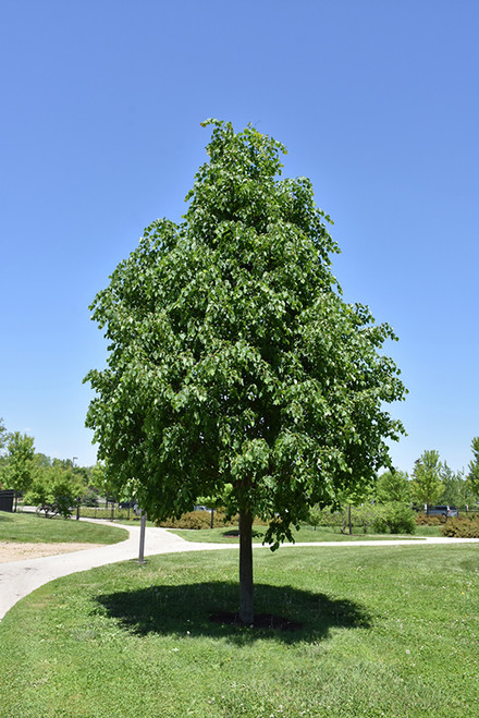Greenspire Linden (Tilia cordata 'Greenspire' 0595.968) #15 8'
