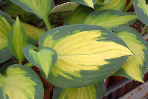 Forbidden Fruit Hosta (Hosta 'Forbidden Fruit' 4252.1) #1 