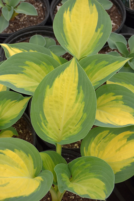 Forbidden Fruit Hosta (Hosta 'Forbidden Fruit' 4252.1) #1 