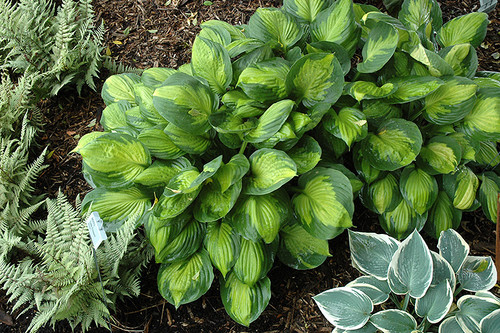 Captain Kirk Hosta (Hosta 'Captain Kirk' 5879.1) #1 