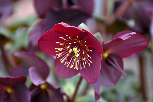 HGC Ice N' Roses Red Hellebore (Helleborus 'COSEH 4800' 4655.1) #1 