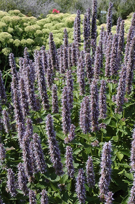 Blue Fortune Anise Hyssop (Agastache 'Blue Fortune' 4024.1) #1 