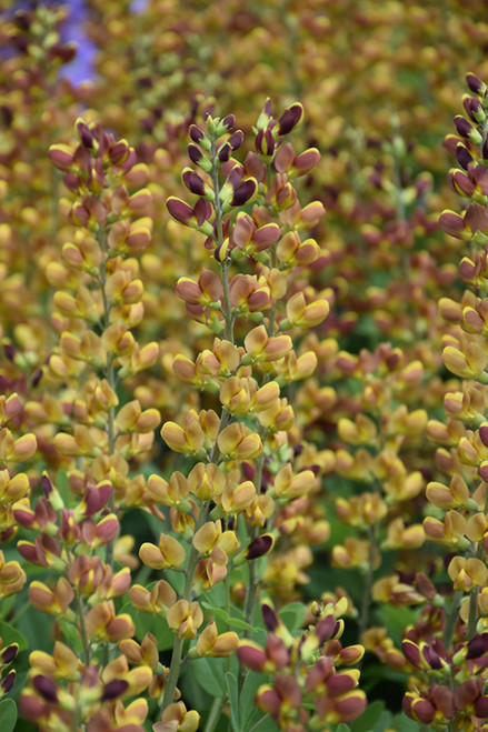 Decadence Cherries Jubilee False Indigo (Baptisia 'Cherries Jubilee' 4055.1PW) #1 PWINNER