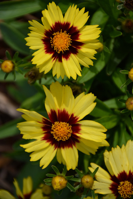 UpTick Yellow and Red Tickseed (Coreopsis 'Baluptowed' 5677.1) #1 