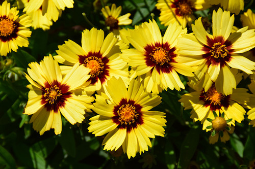 UpTick Yellow and Red Tickseed (Coreopsis 'Baluptowed' 5677.1) #1 