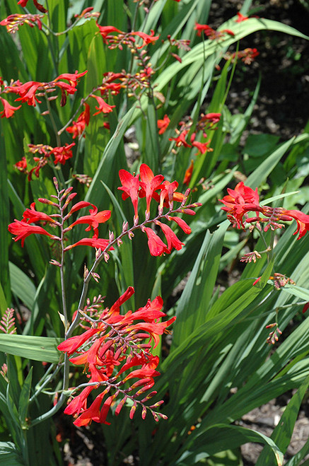 Emberglow Crocosmia (Crocosmia 'Emberglow' 4385.1) #1 
