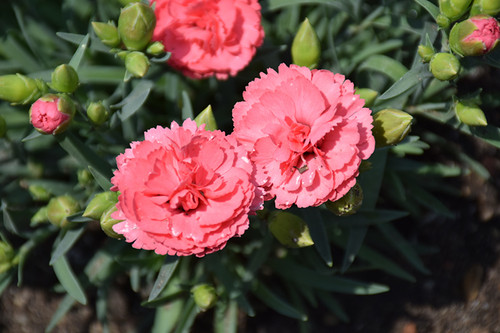 Fruit Punch Classic Coral Pinks (Dianthus 'Classic Coral' 4486.1PW) #1 PWINNER