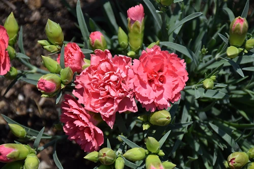 Fruit Punch Classic Coral Pinks (Dianthus 'Classic Coral' 4486.1PW) #1 PWINNER
