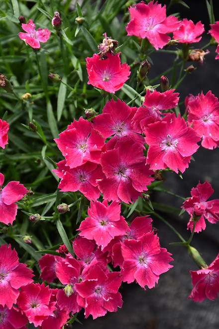 Kahori Scarlet Pinks (Dianthus 'Kahori Scarlet' 4101.1) #1 