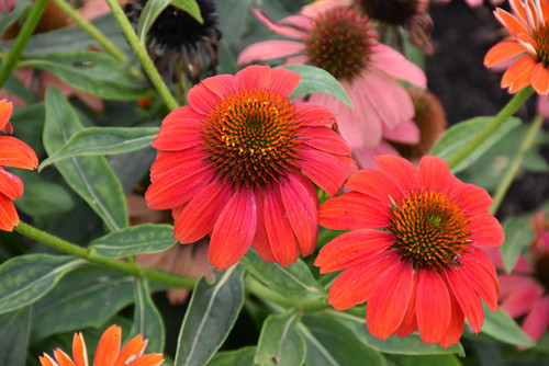 Lakota Fire Coneflower (Echinacea 'Lakota Fire' 5832.1PW) #1 PWINNER