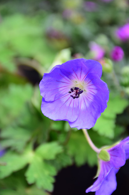 Rozanne Cranesbill (Geranium 'Rozanne' 5881.1) #1 