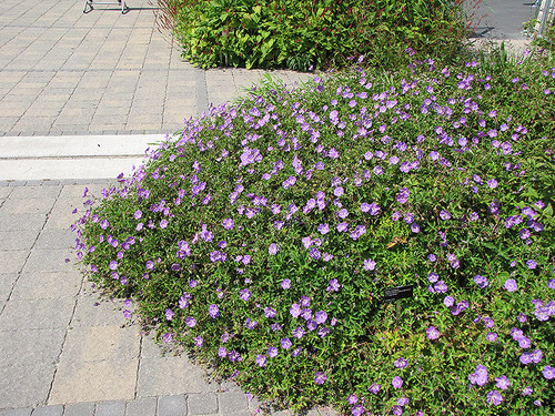 Rozanne Cranesbill (Geranium 'Rozanne' 5881.1) #1 