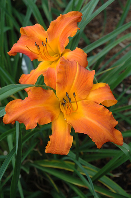 Rainbow Rhythm Primal Scream Daylily (Hemerocallis 'Primal Scream' 5756.1PW) #1 PWINNER