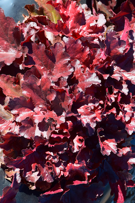 Forever Red Coral Bells (Heuchera 'Forever Red' 5385.1) #1 