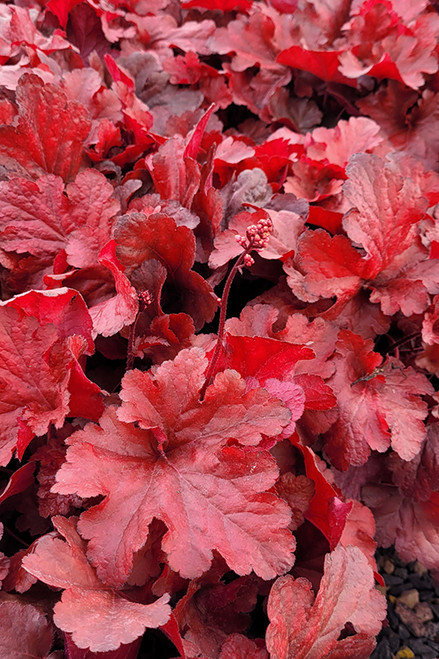 Forever Red Coral Bells (Heuchera 'Forever Red' 5385.1) #1 