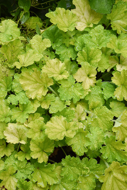 Lemon Love Coral Bells (Heuchera 'Lemon Love' 5854.1) #1 