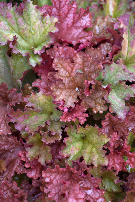 Peachberry Ice Coral Bells (Heuchera 'Peachberry Ice' 5113.1PW) #1 PWINNER