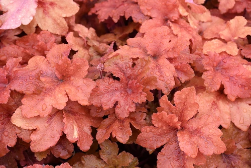 Peachberry Ice Coral Bells (Heuchera 'Peachberry Ice' 5113.1PW) #1 PWINNER