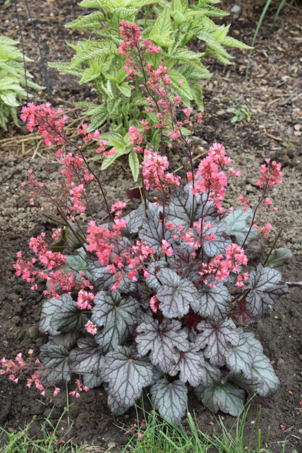 Timeless Treasure Coral Bells (Heuchera 'Timeless Treasure' 4698.1) #1 