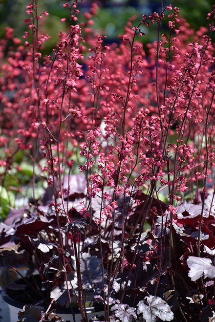 Timeless Treasure Coral Bells (Heuchera 'Timeless Treasure' 4698.1) #1 