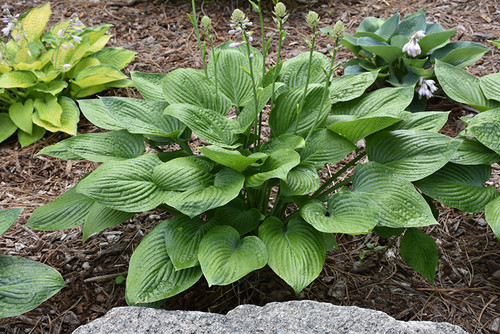 Blue Hawaii Hosta (Hosta 'Blue Hawaii' 4897.1) #1 