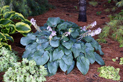 Blueberry Muffin Hosta (Hosta 'Blueberry Muffin' 4481.1) #1 