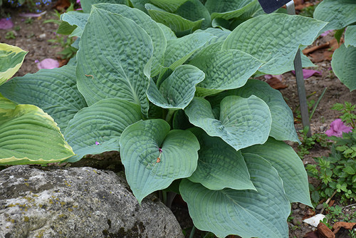 Blueberry Muffin Hosta (Hosta 'Blueberry Muffin' 4481.1) #1 