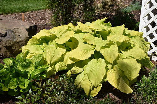 Dancing Queen Hosta (Hosta 'Dancing Queen' 4129.1) #1 