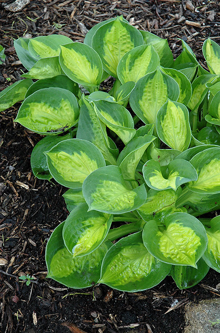 Pocketful Of Sunshine Hosta (Hosta 'Pocketful Of Sunshine' 4678.1) #1 