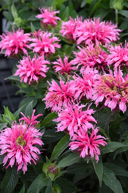 Balmy Pink Beebalm (Monarda didyma 'Balbalmink' 4904.1) #1 