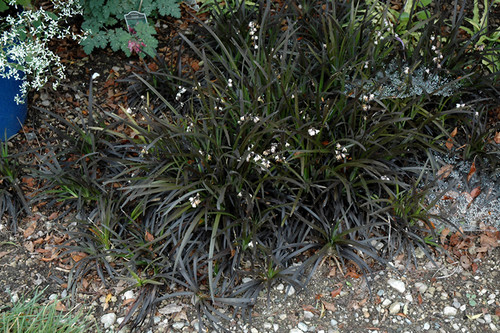 Black Mondo Grass (Ophiopogon planiscapus 'Niger' 5918*1) TRADE 1 
