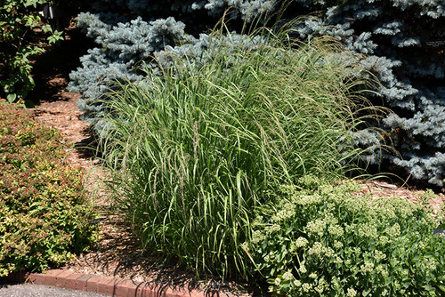 Red Switch Grass (Panicum virgatum 'Rotstrahlbusch' 5410.2) #2 