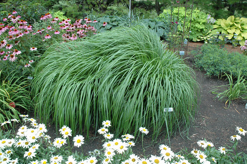 Red Head Fountain Grass (Pennisetum alopecuroides 'Red Head' 4465.2) #2 