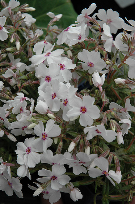 Amazing Grace Moss Phlox (Phlox subulata 'Amazing Grace' 4397.1) #1  Amazing Grace Moss Phlox (Phlox subulata 'Amazing Grace' 4397.1) #1