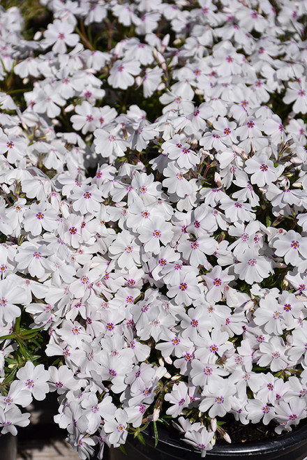 Amazing Grace Moss Phlox (Phlox subulata 'Amazing Grace' 4397.1) #1 