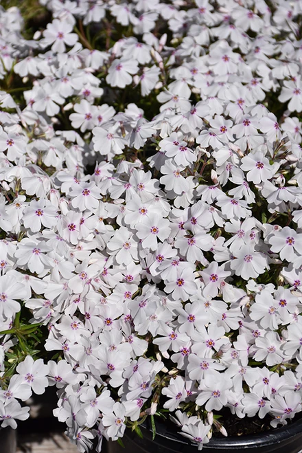 Amazing Grace Moss Phlox (Phlox subulata 'Amazing Grace' 4397.1) #1 