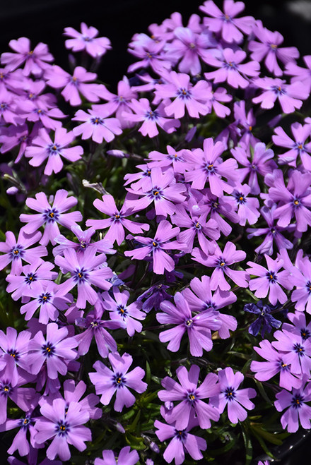 Purple Beauty Moss Phlox (Phlox subulata 'Purple Beauty' 5475.1) #1  Purple Beauty Moss Phlox (Phlox subulata 'Purple Beauty' 5475.1) #1
