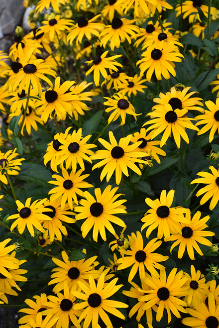 American Gold Rush Coneflower (Rudbeckia 'American Gold Rush' 5642.1) #1 