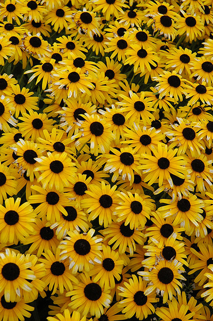 Viette's Little Suzy Coneflower (Rudbeckia fulgida 'Viette's Little Suzy' 5473.1) #1 