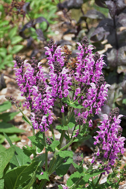 Color Spires Back to the Fuchsia Sage (Salvia 'Back to the Fuchsia' 5180.1PW) #1 PWINNER