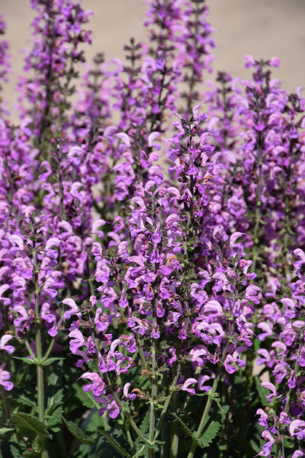 Color Spires Back to the Fuchsia Sage (Salvia 'Back to the Fuchsia' 5180.1PW) #1 PWINNER