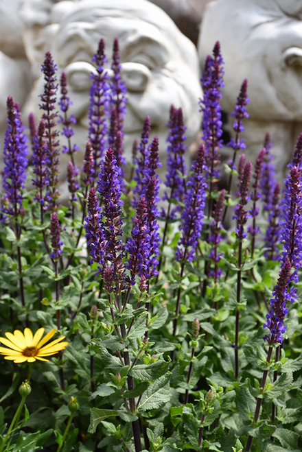 Caramia Meadow Sage (Salvia nemorosa 'Caramia' 5303.1) #1 