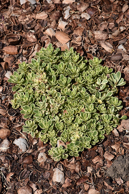 Rock 'N Low Boogie Woogie Stonecrop (Sedum 'Boogie Woogie' 5579.1PW) #1 PWINNER Rock 'N Low Boogie Woogie Stonecrop (Sedum 'Boogie Woogie' 5579.1PW) #1 PWINNER