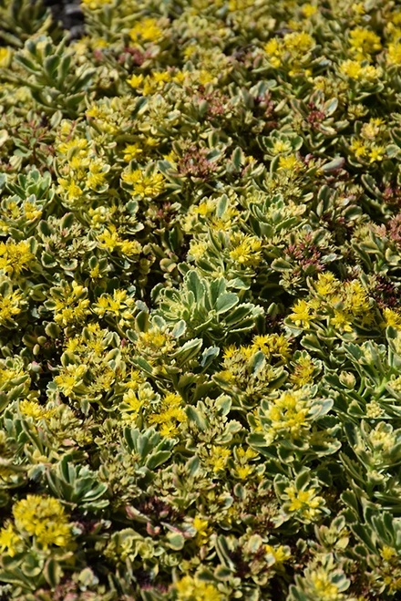 Rock 'N Low Boogie Woogie Stonecrop (Sedum 'Boogie Woogie' 5579.1PW) #1 PWINNER