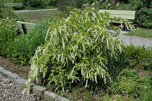 Little Henry Virginia Sweetspire (Itea virginica 'Sprich' 1930.5PW) #5 PWINNER