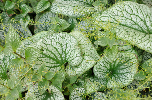Sterling Silver Bugloss (Brunnera macrophylla 'Sterling Silver' 4387.1) #1 