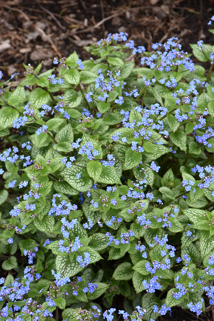 Sterling Silver Bugloss (Brunnera macrophylla 'Sterling Silver' 4387.1) #1 
